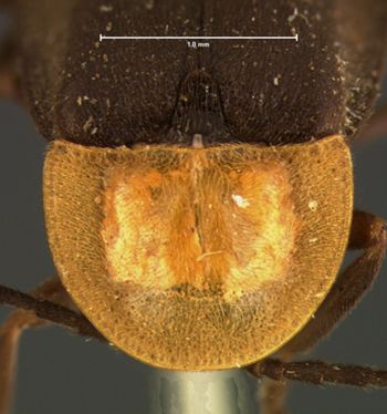Media type: image;   Entomology 2772 Aspect: pronotum dorsal